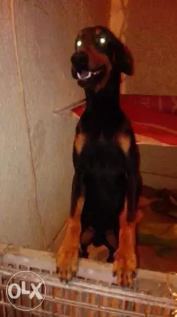 جراوي بيتبول . بيدبول للبدل بموبيل عالي او للبيع