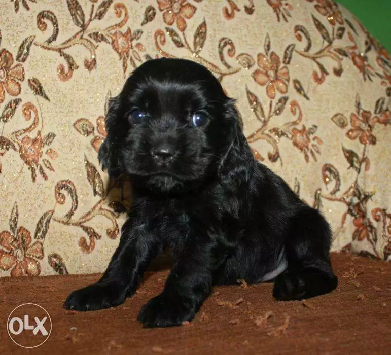 lovely black cocker spaniel 2 male / 2 female for more details whats or call