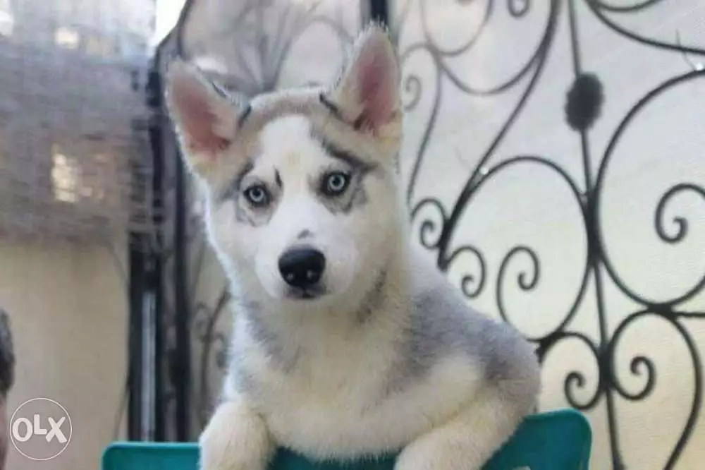 نتايه هاسكي