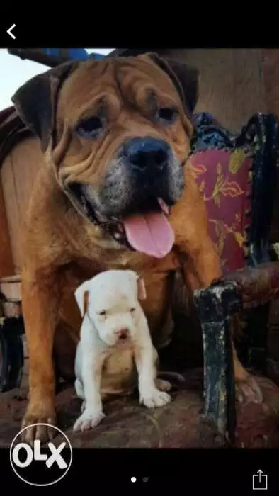 Pitpull 60 days bully
