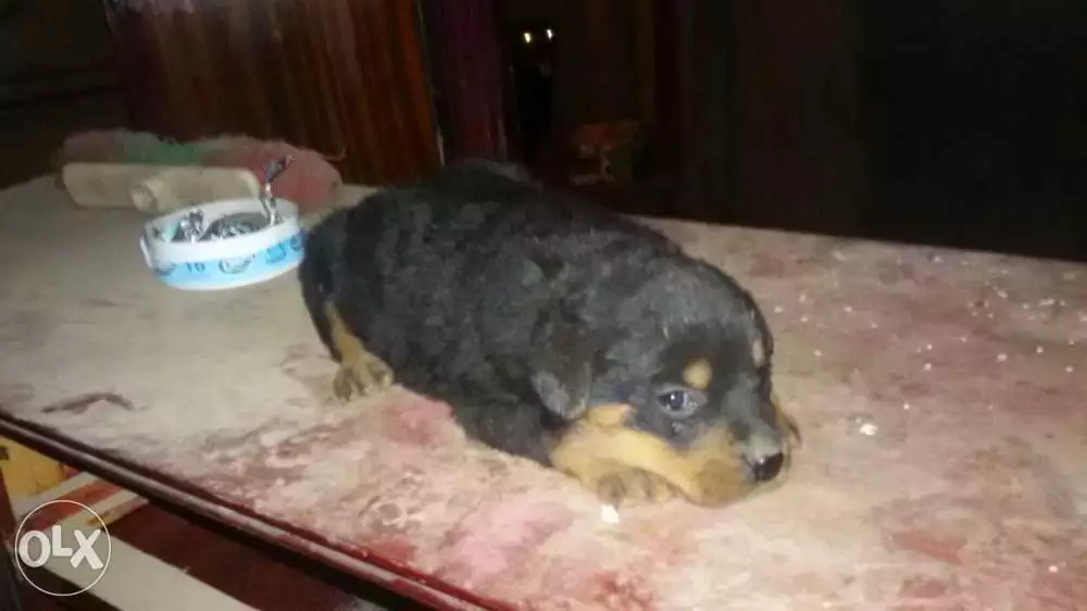 روت تقليب عالي