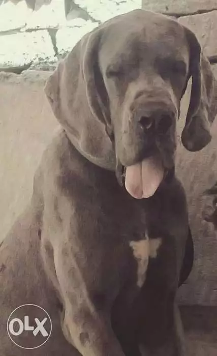 دكر جريت دان دم اروبي كامل