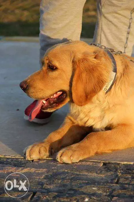 جراوى جولدن ريتريفر للبيع متوفر ذكور واناث وش عريض مرفق صوره للاب