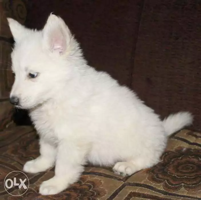 جراوي وايت جيرمن من أهالي مستوردة كامل التطعيمات 45يوم يوجد ذكور واناث البيدجري للأهالي متاح