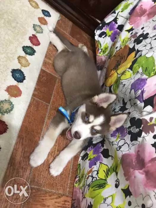 Husky puppy 56 days Vaccinated