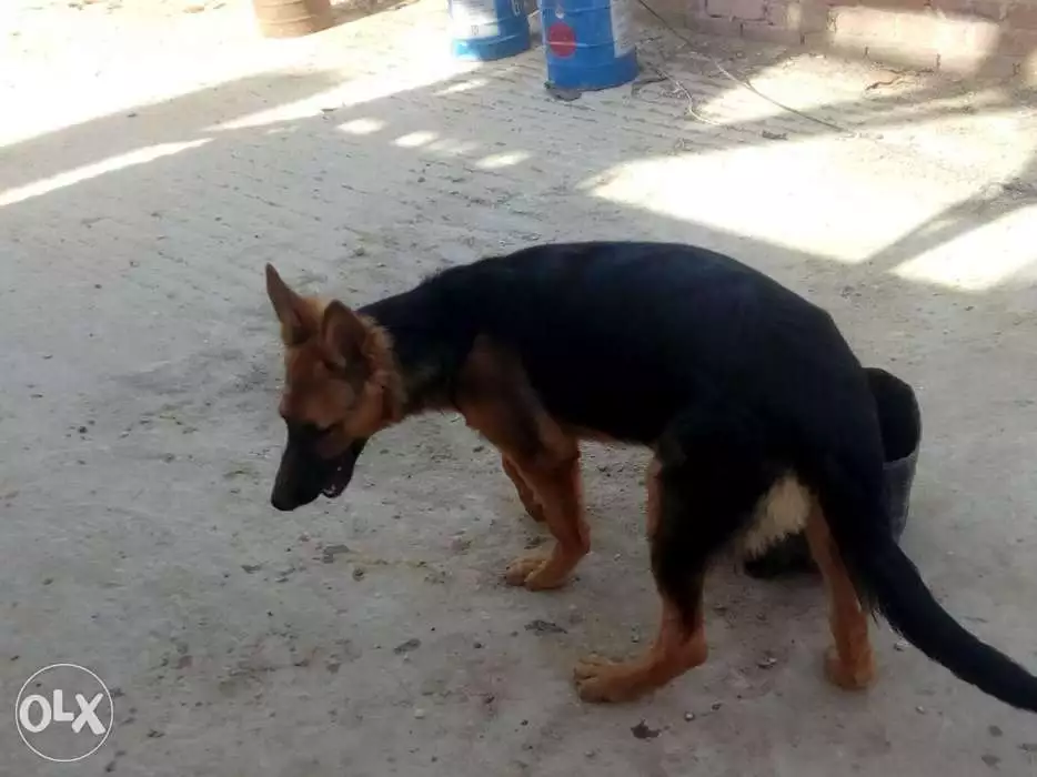 جيرمن 5 شهور