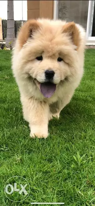 chow chow