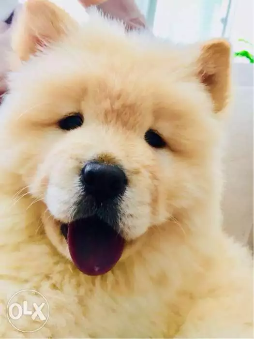 chow chow