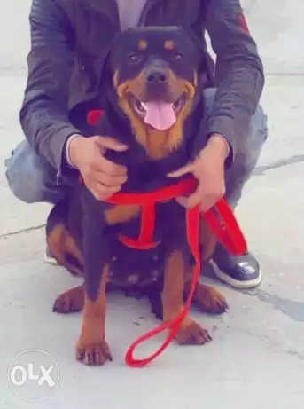 انثي سنة خمس شهور