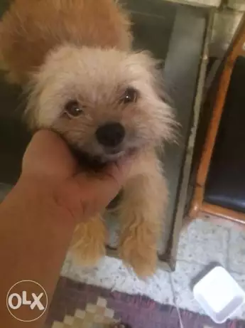 للبيع يورك شاير نتاية female yorkshire