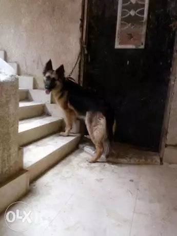 للجادين فقط المقطم نتايه 11شهر بلاش اطفال