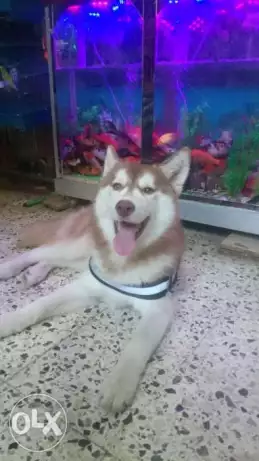 دكر هاسكى ٧شهور مرفق معه شهادة التطعيم