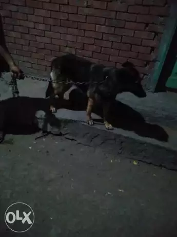 نتايه جرمن عشر شهر عراقيب صحه ممتازه تدريب شراسه