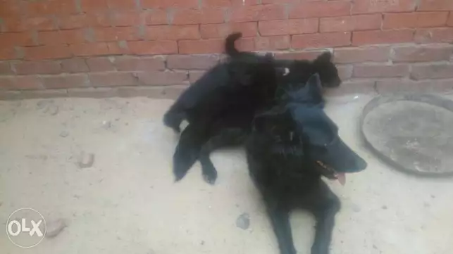 نتايه رويال بلاك عمر 18 شهر لونج