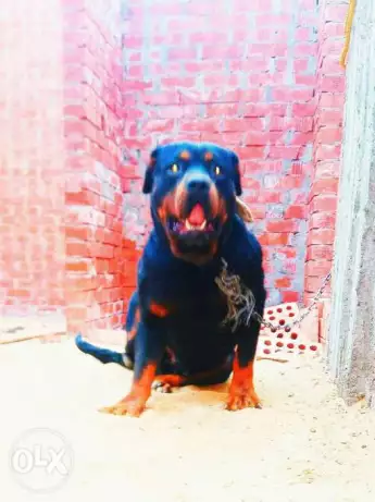 للبيع دكر روت