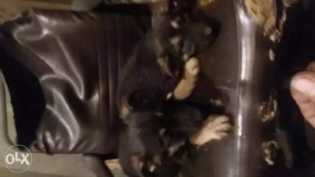 كلبين الماني بلاك جاك الاثنين نتايات سعر الواحد 500 جنيه