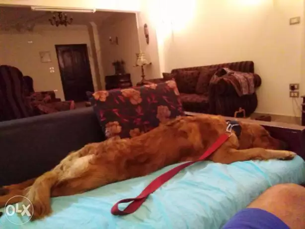 كلب جولدن ريتريفر