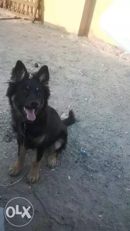 جيرمن شيبرد تقليب عالي لونج هير