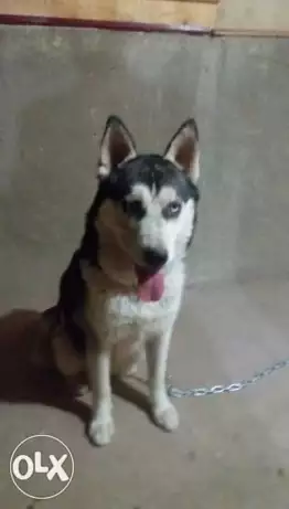 نتايه هاسكي سنة و 8 شهور