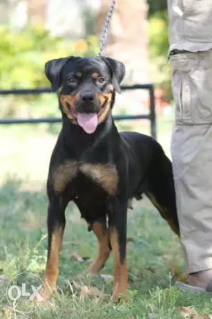 نتايه رود فايلر اهالي ابطال