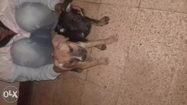 لدواعي السفر يوجد 2 كلب بتبول ذكر وانثي