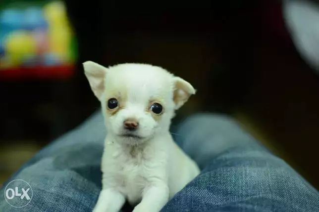 Chihuahua Puppy