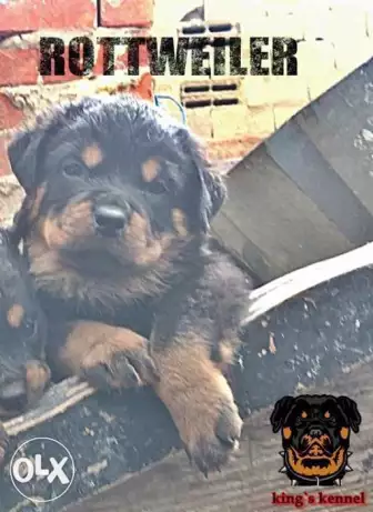 Rottweiler champions bloodline for sale