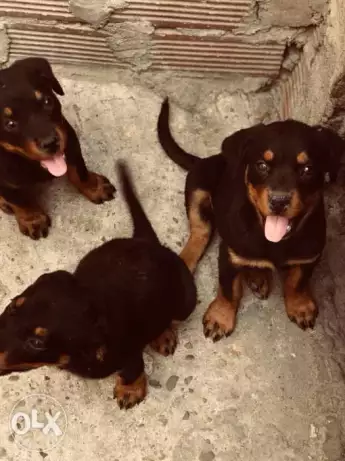 اخر ٣ جراوى روت فايلر