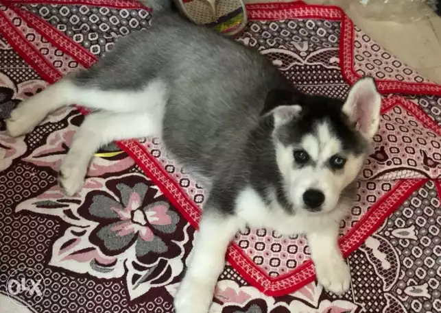 Husky puppy