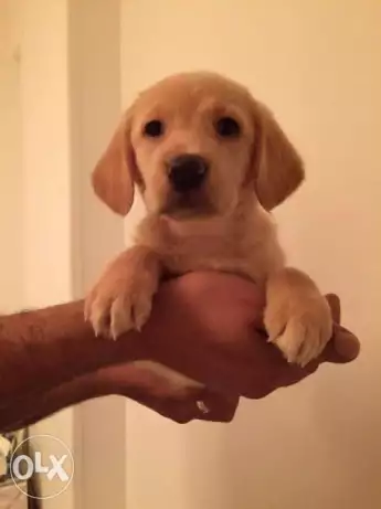 لابرادور للبيع