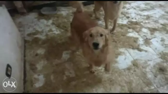 كلبين جولدبن للبيع سعر مغرى