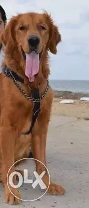 دكر جولدن للزواج لون شوكلت لونج هير خشب عريض يوجد منه جراوى مطعمين