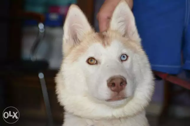 نتايه هاسكي