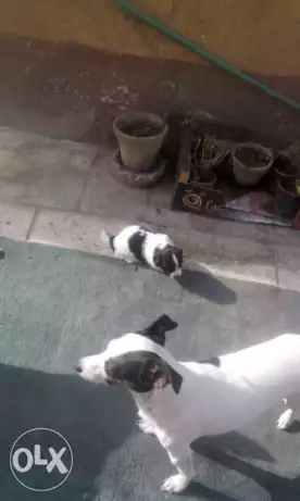 كلب جاك راسل لونج هير