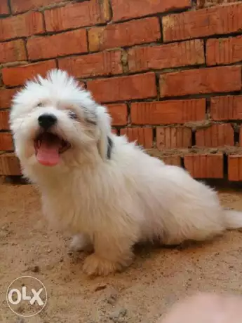 دكر مني جريفون