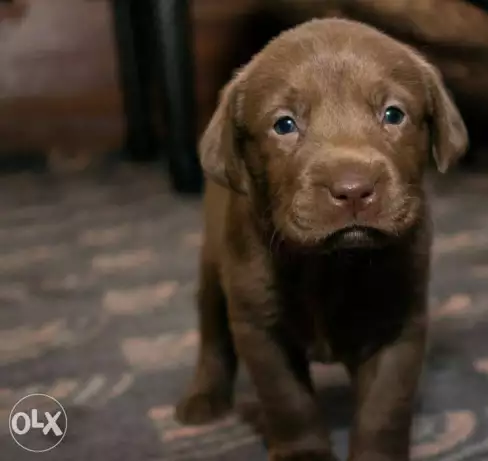 نتايه لابرادور تقليب عالي اووي اب و ام بيور متاح الصور
