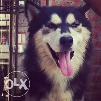 دكر هاسكى سيبرين سنه و شهرين و التقليب واضح فالصور