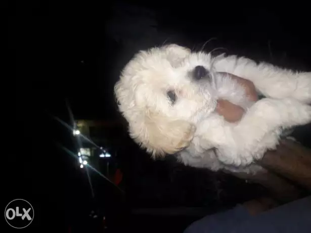 جراوي جربفون