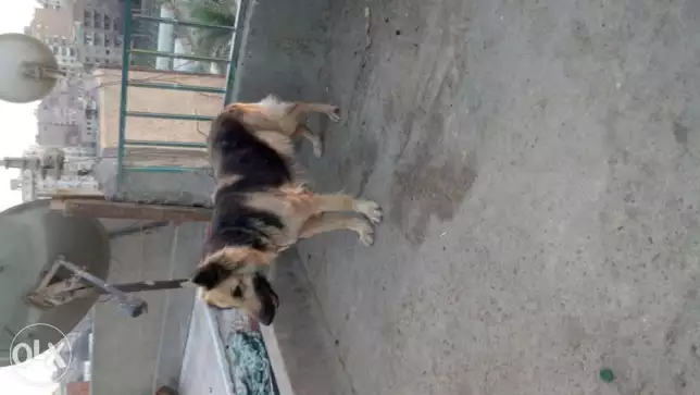 نتايه جيرمان لونج هير مدربه شراسه بالأمر وحراسه