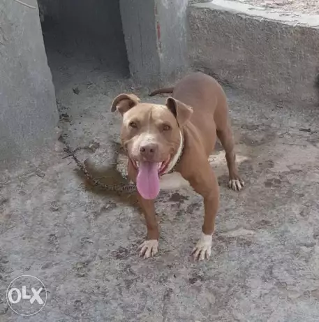Pitbull للبيع