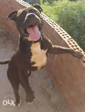 كلب بيتبول بيور العمر 6 شهور ..السعر 1200 غير قابل للتفاوض