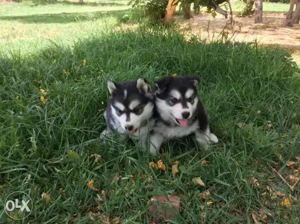 للبيع من اجمل جراوى ال هاسكى السيبيري دكر و نتاية pure male and female