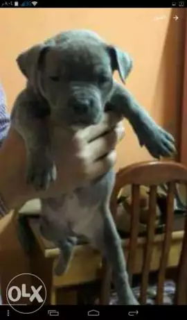 اقوي خطوط الدم للاسطوره صخر