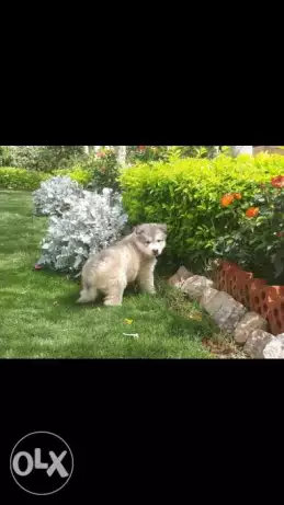Huskys 45 days