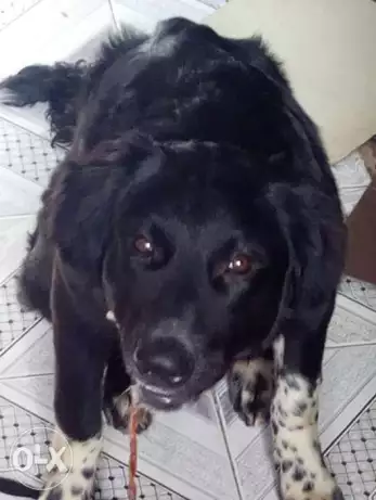 كلب لبلادور تربية عاليه خمس شهور