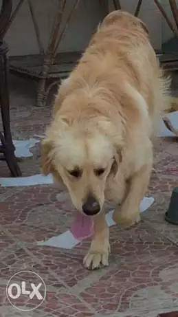 الاسماعيليه حى الاسراء