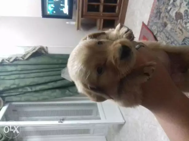 كلبه جولدن بيور