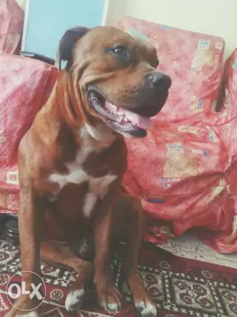 كلب بيتبول للبيع