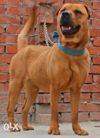 عرووض_رمضااااان_والسعر_الجبااااار نتاية عمر سنه ونص وبالشهادة