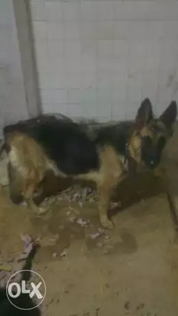 كلبة جيرامن للبيع لظروف